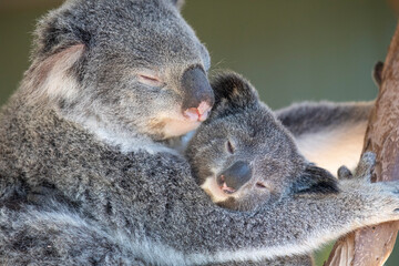 A sleepy koala relaxing in the treetops. Sydney, Australia. - 701332419