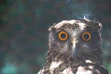 Sharp gaze from a little owl. Sydney, Australia. - 701332422