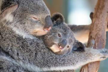 A sleepy koala relaxing in the treetops. Sydney, Australia. - 701332452