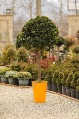 Texanum Japanese Privet plant in a yellow metal pot
