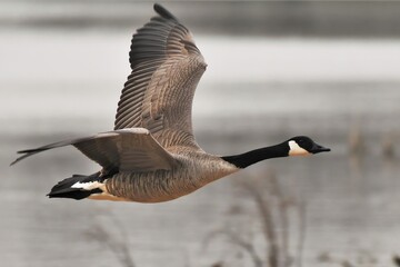 Canada goose in flight over a lake. © Lester