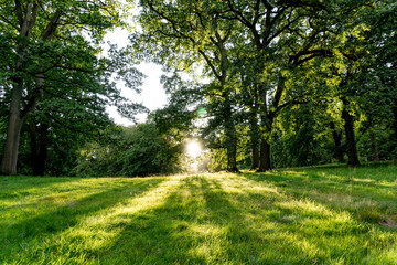 Sundest in the forest