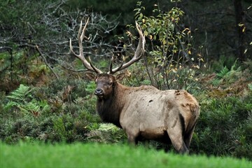 Elk stag with large antlers in late summer.