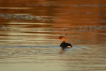 Pied billed grebe on a lake at sunset with fall colors reflecting on the water.