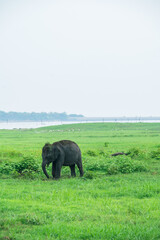 Single Asian Elephant in Kaudulla National Park