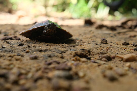 Freshwater Turtles