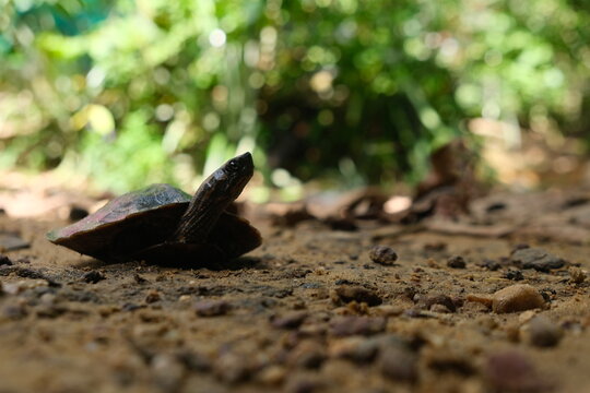 Freshwater Turtles