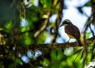 Social Flycatcher (Myiozetetes similis) Perched