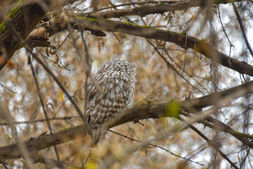 Ural owl (Strix uralensis) sits on a tree branch. Back view. Tail.