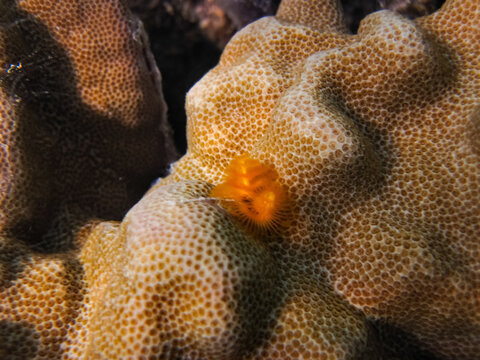 Spirobranchus giganteus in a coral reef of the Red Sea