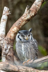 Southern White-faced Owl (Ptilopsis granti) Perched