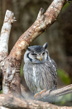 Southern White-faced Owl (Ptilopsis granti) Perched