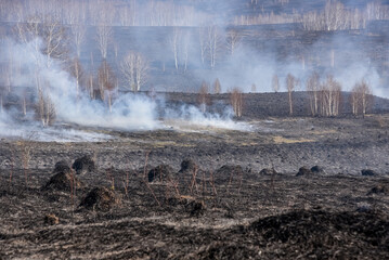 Consequences of a forest fire. burnt grass and forest.