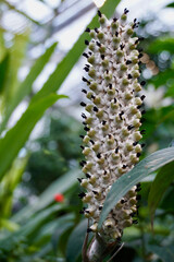 Plant with White Seeds that have Tiny Black Tendrils coming out of each Seed Grown Inside with other Green Tropical Plants Around