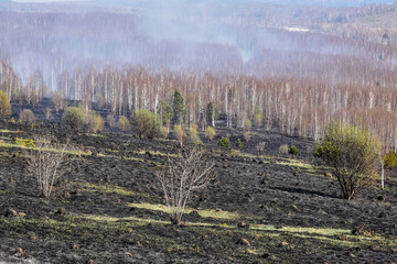 Consequences of a forest fire. burnt grass and forest.