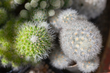 cactus collection plant summer background