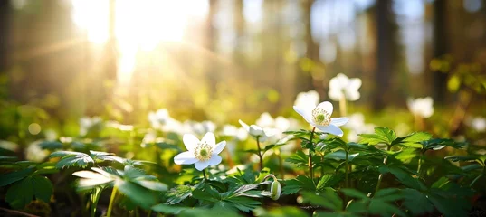 Tuinposter Beautiful white flowers of anemones in spring in a forest close-up in sunlight in nature. Spring forest landscape with flowering primroses. © MEHDI