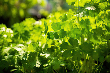 Fototapeta na wymiar Fresh green parsley growing in the spring forest. Close up
