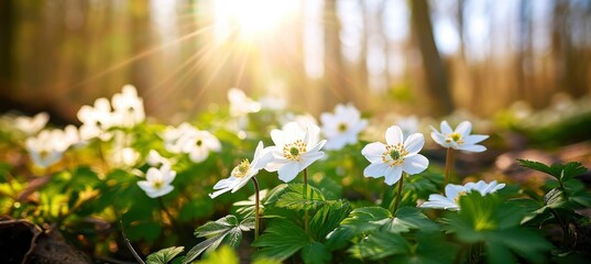 Beautiful white flowers of anemones in spring in a forest close-up in sunlight in nature. Spring forest landscape with flowering primroses. - obrazy, fototapety, plakaty