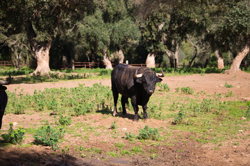 Naklejka na ściany i meble black bull in the countryside of spain. The bull is art and tradition.