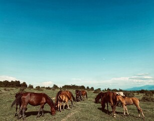 horses in the field