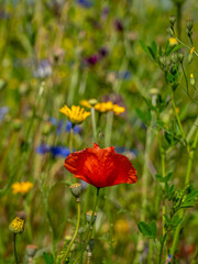 Mohnblume auf einer farbenfrohe Wiese im Sommer