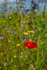 Farbenfrohe Sommerwiese mit Mohnblume