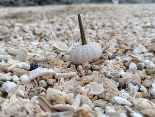 shell on the sand