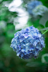 青い紫陽花
