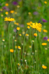 Sommerblumen im Licht