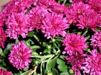 Vibrant pink Mum flowers at garden area