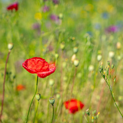 Klatschmohn auf einer bunten Sommerwiese