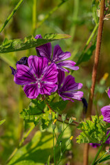 Malvenblüte auf einer Sommerwiese