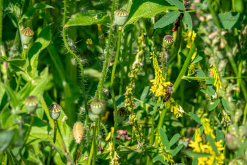 Obraz premium Ein Paradies für Insekten