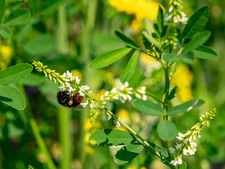 Hummel auf einer weißen Blüte