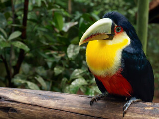 Green-billed toucan