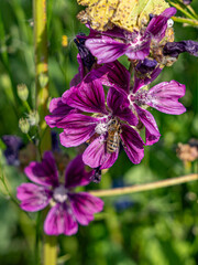 Honigbiene auf einer Malvenbl&uuml;te