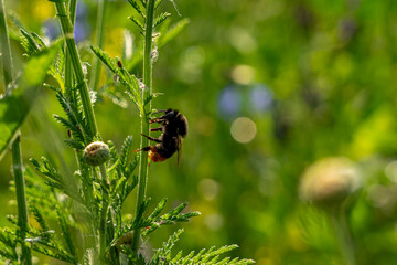 Eine Hummel auf einer Wildblume