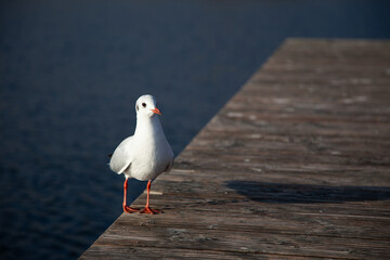 A seagull perches gracefully on a weathered wooden dock, overlooking calm waters, its wings glinting in the sunlight.