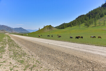 a herd of horses graze in a field near a gravel road.