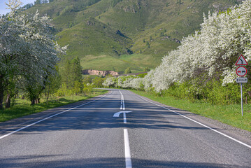Road along which apple trees bloom.