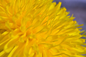 Yellow dandelion closeup on a sunny day. Macro.
