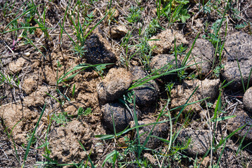 Horse dung in a field on green grass.