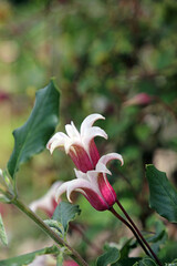 Closeup of two Clematis Texensis blooms, Derbyshire England