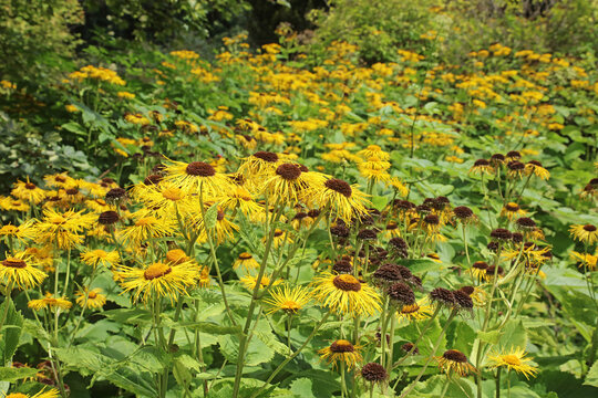 Closeup of a bed of Yellow Ox Eye blooms, Derbyshire England