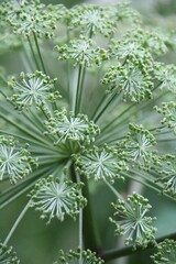 Wild Angelica flower closeup shot