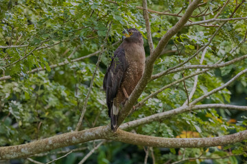 Crested serpent eagle (Spilornis cheela davisoni), Andaman sub-species at South Andaman, India