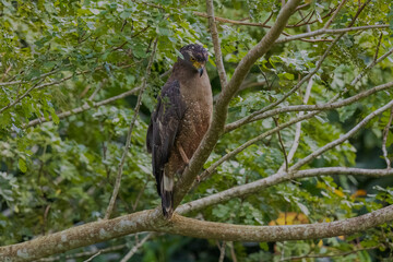Crested serpent eagle (Spilornis cheela davisoni), Andaman sub-species at South Andaman, India
