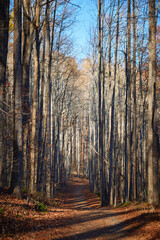 Sentries of trees in late autumn