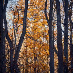 Last holdout of autumn color